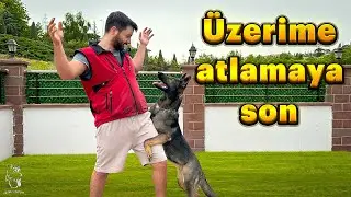 KÖPEKLERDE ÜSTE ATLAMA PROBLEMİNİN ÇÖZÜMÜ 🐶