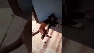kucing habis kasih makan terus rebahan