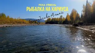 РЫБАЛКА НА ХАРИУСА В ГОРНОМ АЛТАЕ. РЕКА УЙМЕНЬ