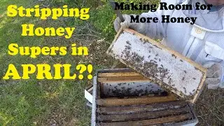 Early Spring Honey Harvest | Make Space for Main Nectar Flow