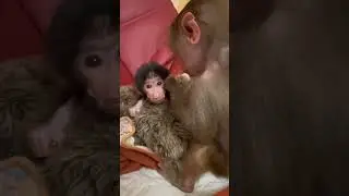 СМЕХ! Люся, Степка и Маня!