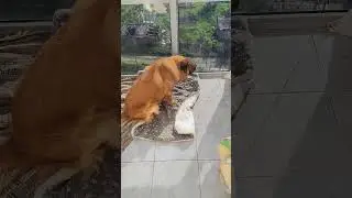завтракает хитропопая красотка