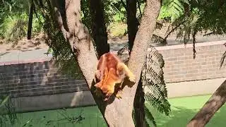 Tree Kangaroo in Sydney Zoo, Australia