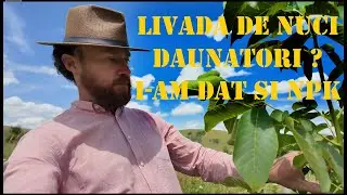 Ce Face LIVADA mea de NUCI ? a primit azi NPK si are si Daunatori.