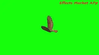 SMALL EAGLE GREEN SCREEN EFFECT PRESENTED BY GREEN SCREEN EFFECT