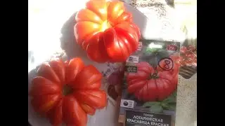 Tomato 