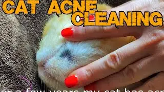 Allergic Cat Acne Cleaning