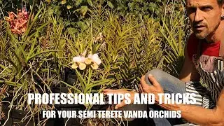 Professional Tips and Tricks to keep your semi Terete Vanda Orchid in flower