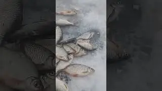 карповка рыбалка 9 метров клев хороший
