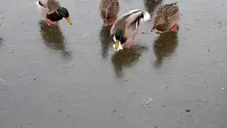 Жадный селезень