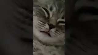 Funny cat sleeping Кішка смішно спить