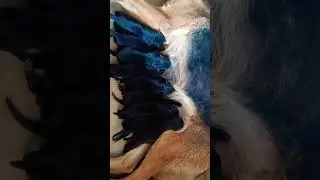 Puppies for sale 💵|| ritik dog kennel|| #doglover #shorts #shortsfeed #shorts
