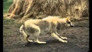 ВОЛЧЬЯ ДОЛЯ