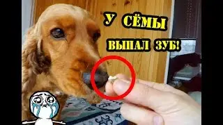 СОБАЧИЙ ВЛОГ : У Сёмы выпал зуб. Что же делать!