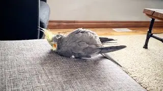 It’s a tough life 🥱