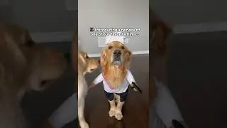 Ratatouille the movie… but with dogs 🐶 