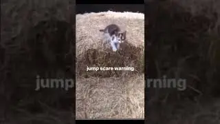 jump scare 😦 