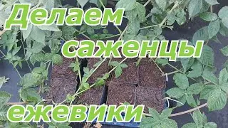 Как сделать осенний саженец ежевики. Наличие сортов на осень 2020 года!