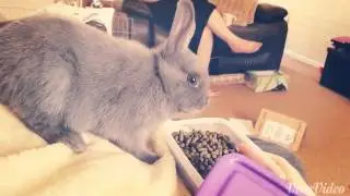 Clever Bunny