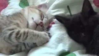 Мои котята породы курильский бобтейл / ЛапУшки Котейки