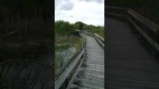 Common Nighthawk hanging out and waddling at Oak Hammock Marsh