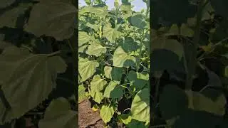 18.07.24 огляд с.Володимир