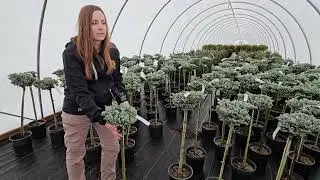 Abies koreana 'Kohouts Icebreaker'