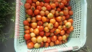 PANEN BUAH TOMAT PERTAMA 🍅