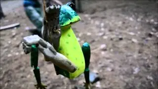 30 Second Frog