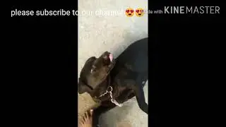 Labrador dog performing command 😱😍 || dog training || sit command || salute command || roll command