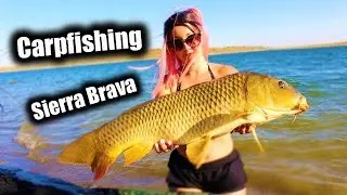 Carpfishing Sesion Sierra Brava Extremadura - Parte 1 | Carpas bravas peleonas que van al GYM