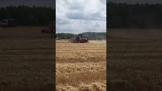 Уборка ржи в глубинке Кировской области. #рожь #уборка #комбайнеры