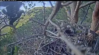 15/5/24 ☀️🦅 Eagle Couple Discusses Incubation Scheduling ⌚🧐 Пара орлов обсуждает график инкубации