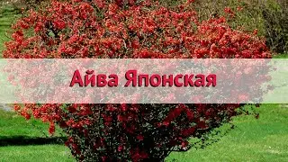 Айва японская (chaenomeles) 🌿 Обзор айвы : посадка и уход. крупномеры айвы : описание и особенности