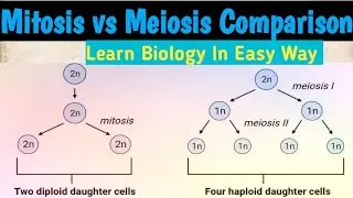 Mitosis vs Meiosis || mitosis and meiosis cell division #biology