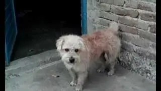 I Am Dog .........