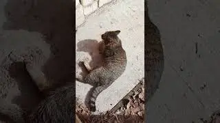 Кот-шутник в День смеха