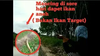 mancing ikan nila di irigasi awal tahun 2021