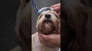 Old Boy Bath Time #shorts