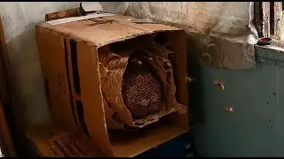 Гнездо Шершней на Балконе, 21 Октября 2023 г