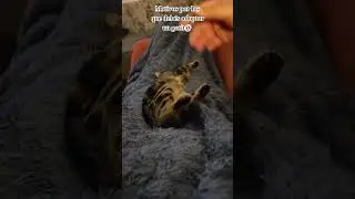 Petra, gatita rescatada, gatita adoptada, felicidad asegurada