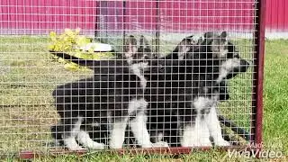 Щенки вео на продажу