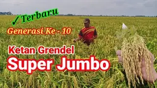 Terbaru " PADI KETAN GRENDEL SUPER JUMBO " Yang Banyak Dicari.#KetanSuper#BerasKetan.