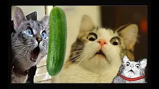 ИСПУГ ЖИВОТНЫХ(ЛУЧШИЙ СБОРНИК)/СМЕЯЛСЯ ДО СЛЕЗ/🤣funny animal videos