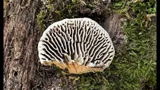 Identifying the Oak Mazegill, Daedalea quercina