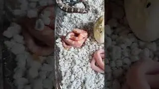 Leucistic Albino!!! 3 more eggs hatched. Western Black Rat Snake