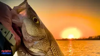 Wading For Angry Fall Wipers aka Hybrid Striped Bass Fishing No LiveScope Walmart Ozark Trail OTX