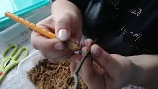 Размножение орхидей