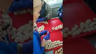 Пельменного аппарата JGL(JGT)
