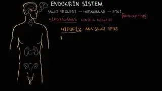 Endokrin Bezi ve Hormonlar (Sağlık ve Tıp) (Endokrin Sistemi)